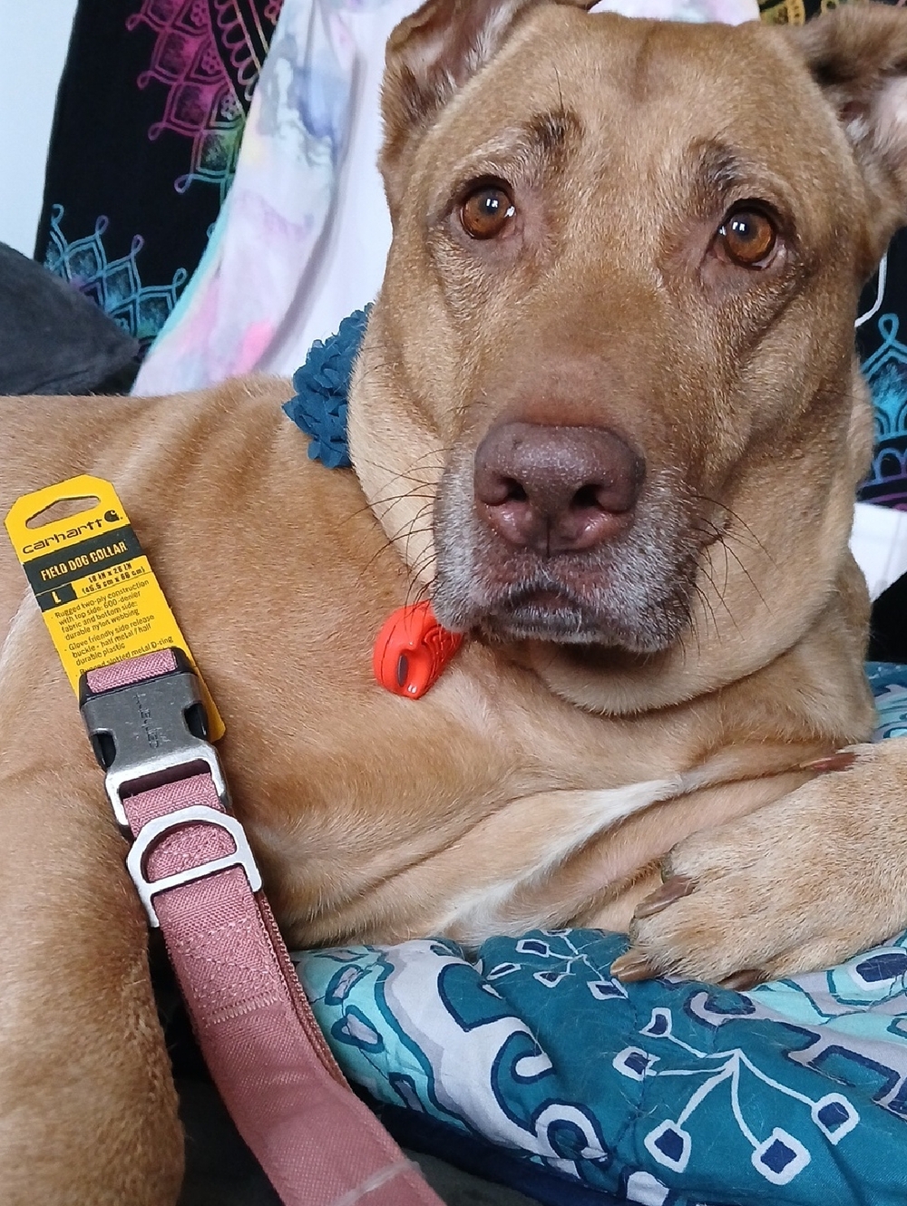 Carhartt Dusty Pink Field Dog Collar with Metal Buckle
